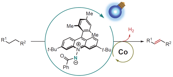 Zwitterionic Acridinium Amidate for Photocatalytic Acceptorless Dehydrogenation