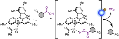 Acridinium amidate as a hydrogen-bonding photocatalyst for direct decarboxylative alkylation of native carboxylic acids