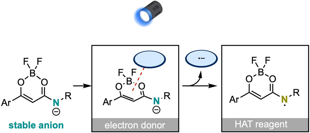 Boron Amidate as a Modular Anionic Catalyst for Sequential Electron-Donor/Hydrogen-Atom-Transfer Catalysis